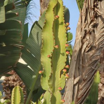 Cactus with fruits in Sidi Ifni